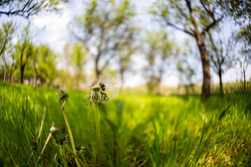 Details from the garden. Fisheye lens used