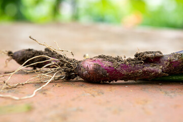 Dirty onion with roots on a rusty surface