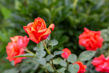 Fototapeta premium Beautiful rose on a rusty surface