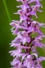 Purple wild orchid in natural habitat
