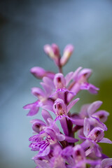 Fototapeta na wymiar Purple wild orchid in natural habitat