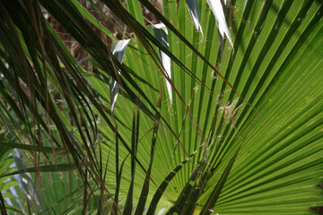 Close-up full frame cut-out view of large California fan palm leaves in the sunlight