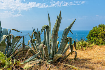 Large succulent plant (Aloe Vera) and Adriatic landscape captured in Montenegro