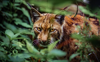 lynx looking for his prey