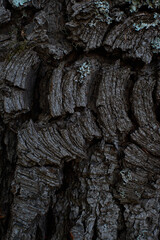 old tree cracked lines pattern close-up background wallpaper