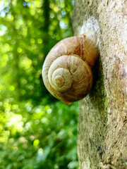 Snail shell on a tree in the forest, in summer, closeup.