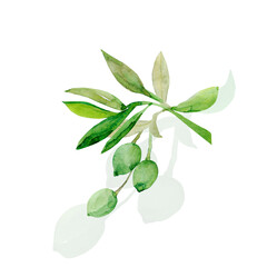 Watercolor olive tree branch.Image on white and colored background.Patten.