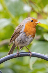 Robin with small red worms in beak