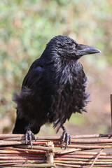 Young crow