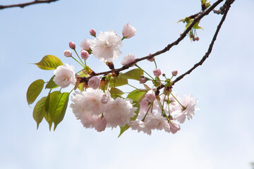 Obraz premium 八重桜 桜 花かんざし 日本的