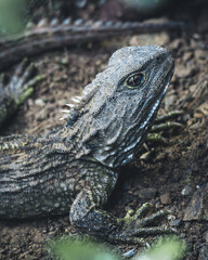 Tuatara reptile