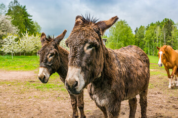 Two brown donkeys in Spring meadow in Czech republic