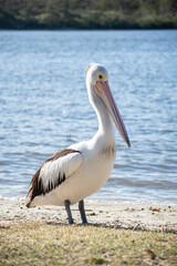 Fototapeta na wymiar Side View of Pelican Standing on a Riverside.Isolated Pelican. Wild Animal Concept.Vertical image
