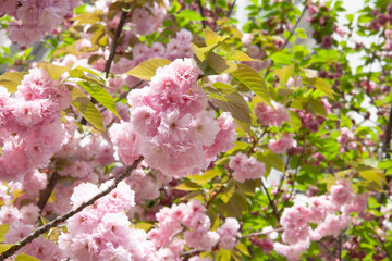 八重桜　桜　日本的