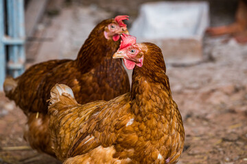 Ginger hens in small farm in Czech republic