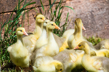 Flock of cute yellow ducklings in Spring