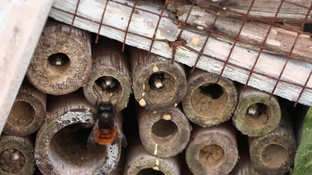 Des b&eacute;b&eacute;s abeilles qui sortiront bient&ocirc;t de leur nid. H&ocirc;tel insecte
