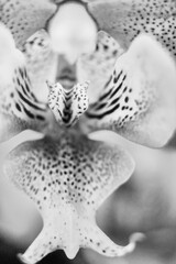 Orchid bloom. Orchid flower close up.