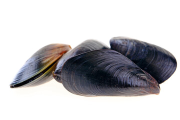 Mussels on a white background