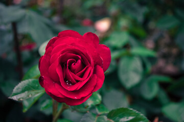 red rose in garden