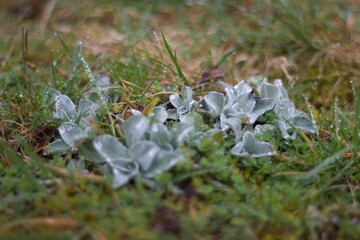 morning dew on ground