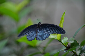 A butterfly perched on a leaf. Selection focus points. Blurred background