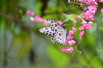 A butterfly eating nectar from flowers. Selective focus points. Blurred background