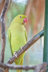 A parakeet perched on a branch. Selective focus points. Blurred background
