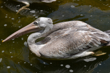 A grey stork in shallow water. Selective focus points. Blurred background