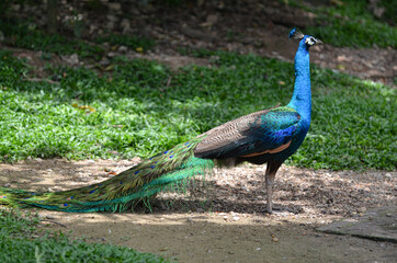 A peacock standing still on the ground. Selective focus points. Blurred background