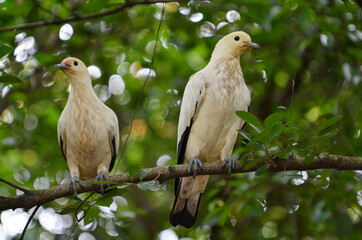 A pair of doves perched on branch. Selective focus points. Blurred background