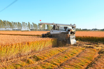 Fototapeta premium Harvester machine is harvesting rice
