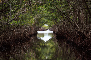 Riverway through mangrove trees in the swamp of the everglades
