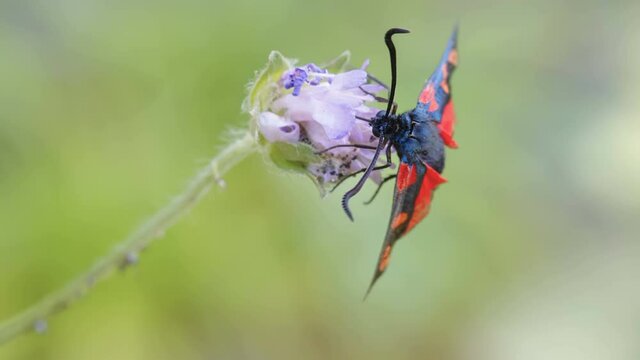 The red spotted slender Scotch burnet moth on the flower in the garden on a closer look in Estonia