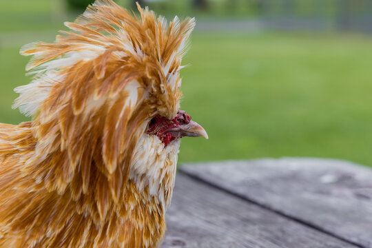 Portrait of a padovana chicken with long peak.