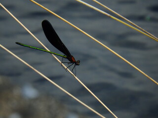 ハグロトンボのオス