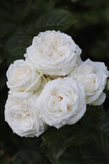 White roses in a garden