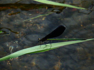 ハグロトンボのオス