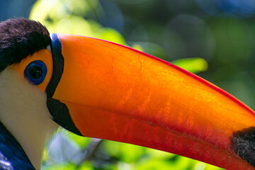 Pico de tucan Naranja