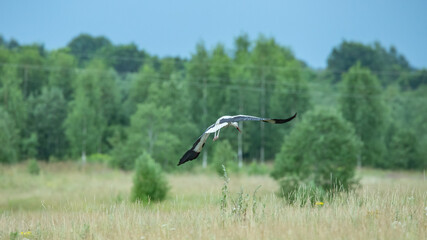 the stork's flight over the field