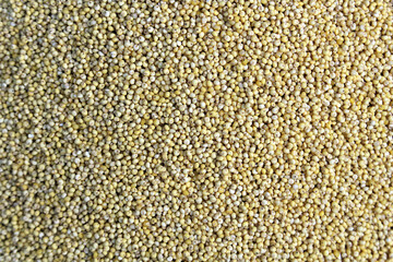 한국의 음식 재료, 기장