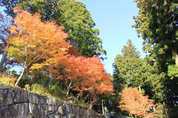 紅葉したカエデと、常緑樹のスギが、高低二層に見える風景