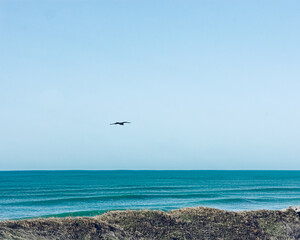 Ave volando sobre el mar