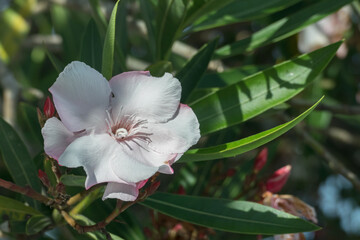 olaender flower close up with sunlight Nerium oleander