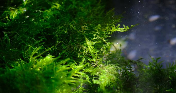 増殖したウィローモスの水槽