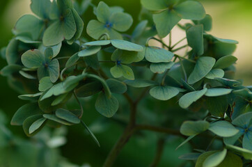 close up of a blue hydrangea