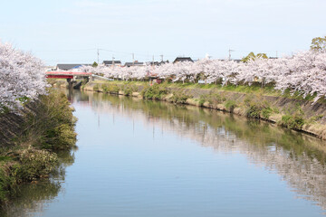 川沿いに並んで咲いた桜と水面の映り込み
