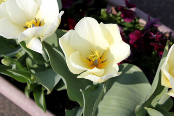 白いチューリップの花びらのアップ