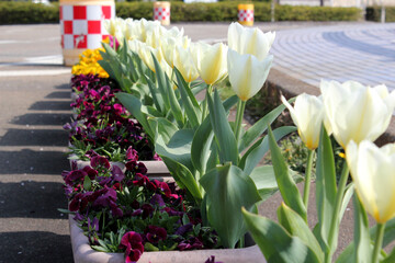 プランターに並んで咲いたチューリップ