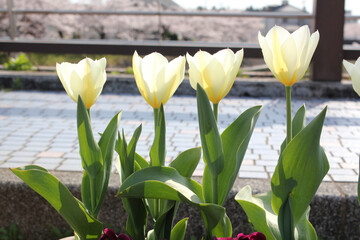 並んで咲いた白いチューリップの花